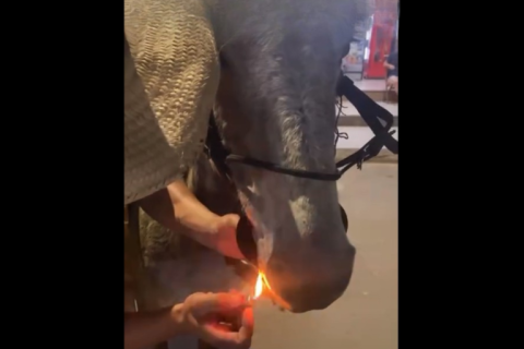 Polícia Militar de Meio Ambiente registra maus-tratos a uma mula