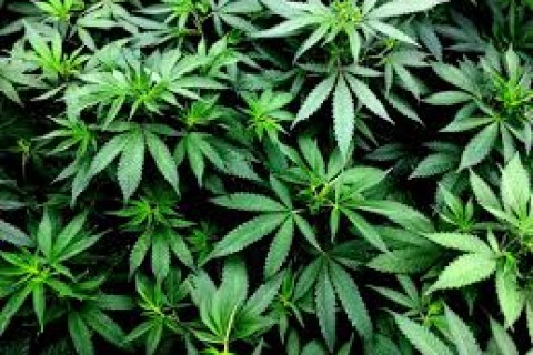 Projeto de lei propõe política estadual para cultivo de maconha medicinal em Minas Gerais