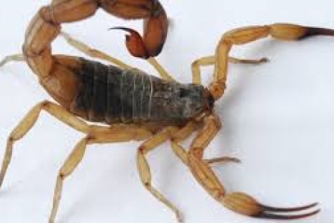 Escorpiões preocupam moradores de Cachoeira Alegre e adjacências