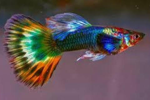 Prefeitura de Muriaé inicia fomento à Piscicultura Ornamental