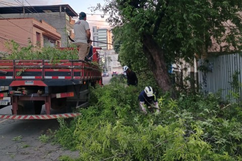 Prefeitura de Muriaé divulga cronograma de arborização e manutenção de praças e jardins