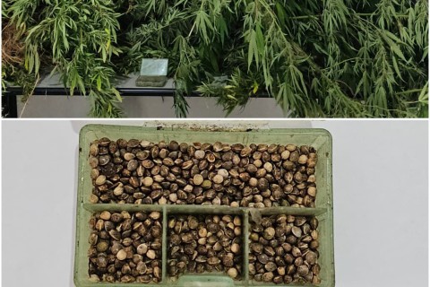 PM apreende pés de maconha em residência na zona rural de Fervedouro