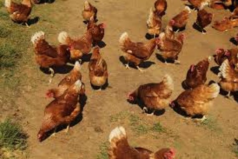 Projeto sobre criação de aves em área urbana é arquivado