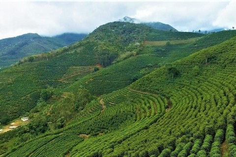 Circuito Regional de Cafeicultura movimenta região de Muriaé