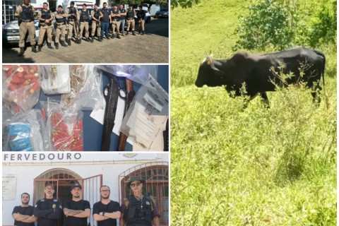 Cerca de 150 cabeças de gado e 700 munições são apreendidas na região