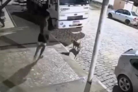 Cachorro é agredido com pedrada no focinho na frente da casa em MG; polícia investiga suspeito